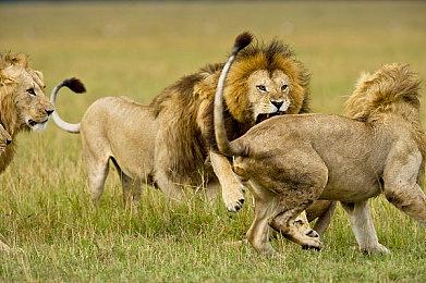 《真人快打1》新预告片 波夫人将于3月18日上线